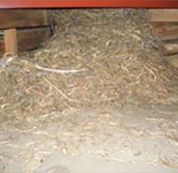 天井内 ムクドリの巣